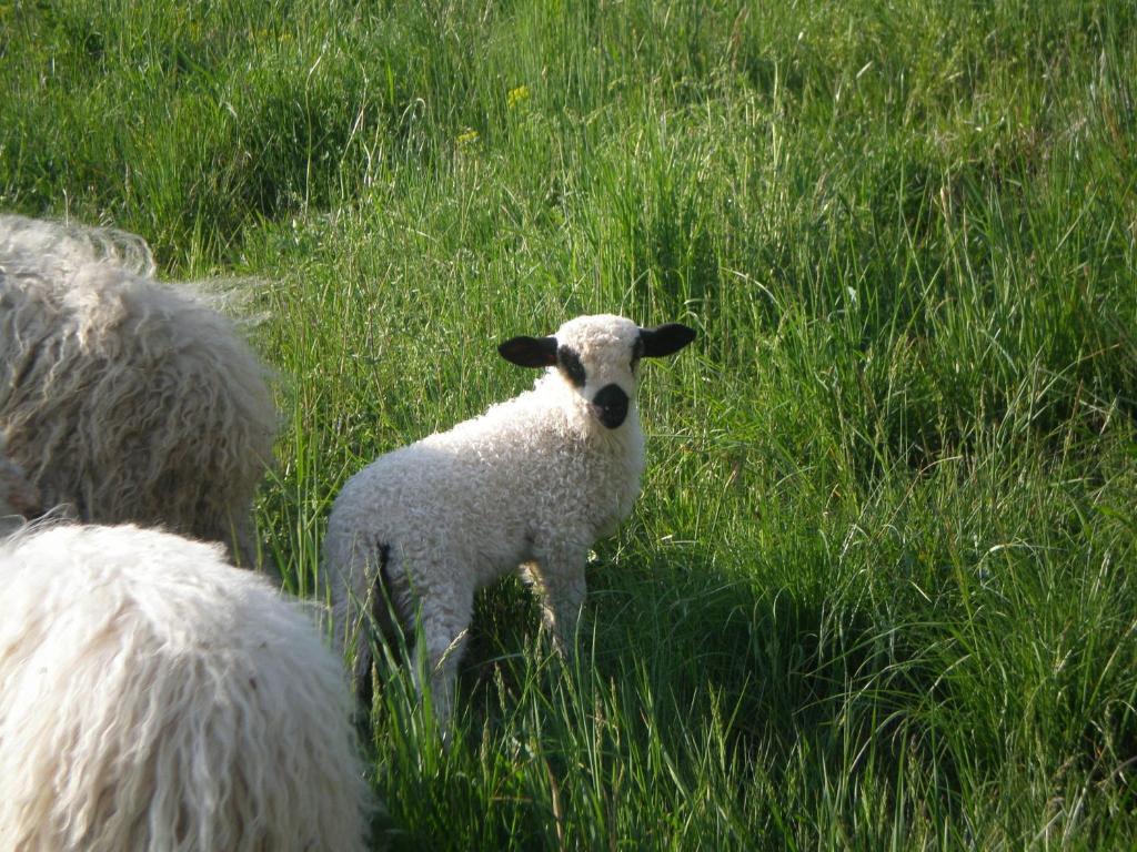 D'hote La Petite Bergerie * Abondance