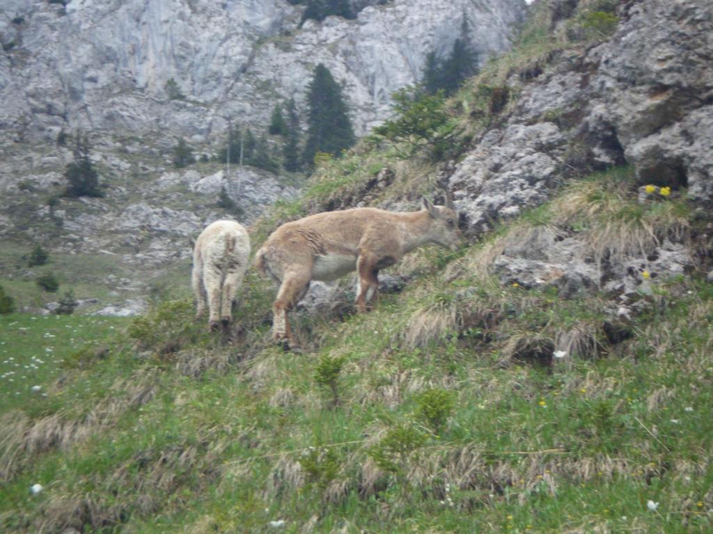 D'hote La Petite Bergerie Frühstückspension Abondance